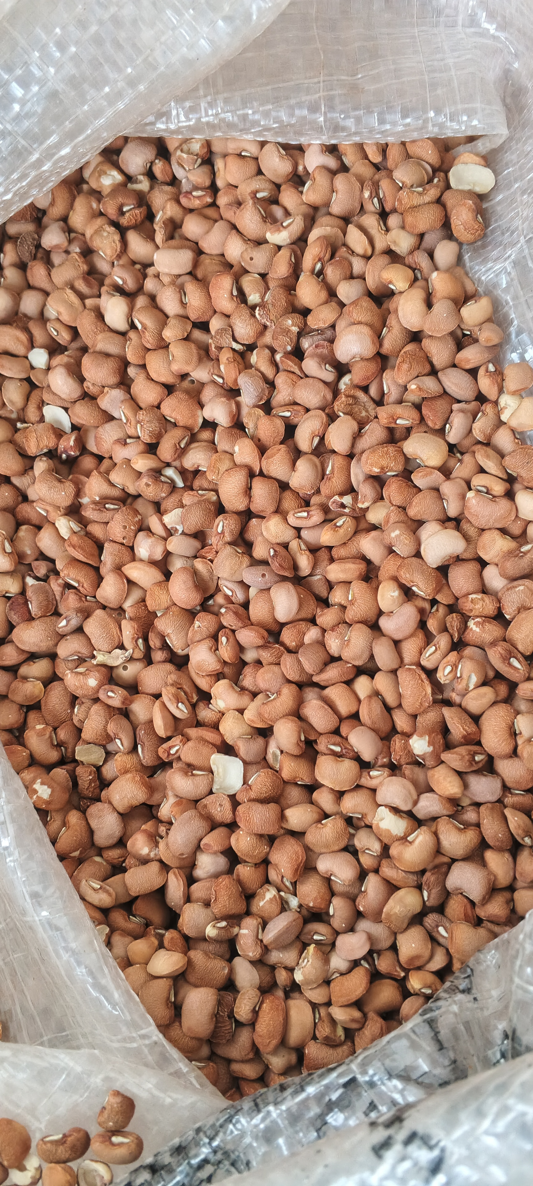 Beans 